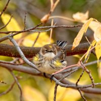 _36A0365_DxO copy.jpg