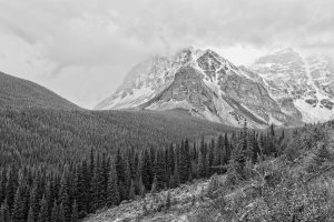 Forest+Mountain copy.jpg