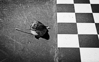 Leaf on outdoor table copy.jpg