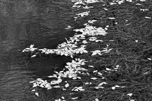 Fallen leaves in reservoir copy.jpg