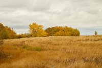 Yellow-leafed tree in field.jpg
