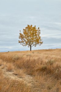 Tree in field.jpg
