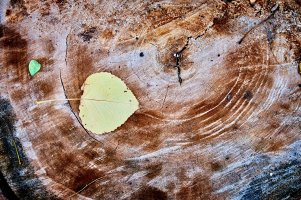 Leaf on stump.jpg