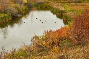 Ducks in pond.jpg