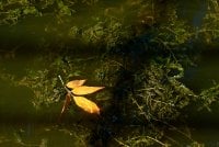 Leaf in reservoir.jpg