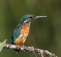 2B4A1339-DxO_kingfisher.jpg