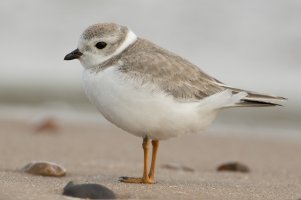 Piping Plover (1st fall) 100.jpg