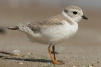 Piping Plover (1st fall) 101.jpg