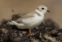 Piping Plover (1st fall) 102.jpg