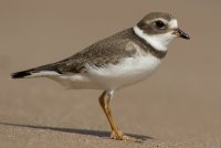 Semipalmated Plover (1st fall) 100.jpg