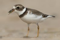 Semipalmated Plover (1st fall) 102.jpg