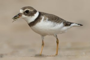 Semipalmated Plover (1st fall) 102.jpg