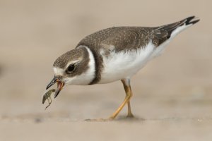 Semipalmated Plover (1st fall) 104.jpg