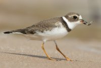 Semipalmated Plover (1st fall) 105.jpg