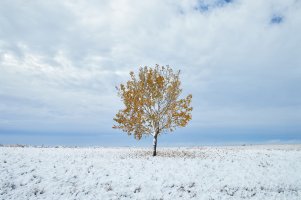 Tree in snowy field.jpg