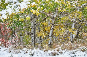 Snowy aspen grove.jpg