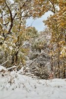 Snowy aspen grove 2.jpg