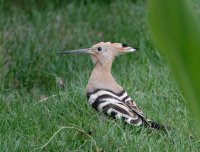 DSC03614-DxO_hoopoe_closest.jpg