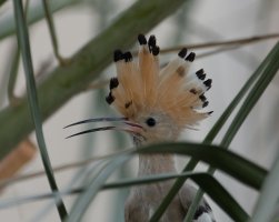 DSC03636-DxO_hoopoe_headdress.jpg