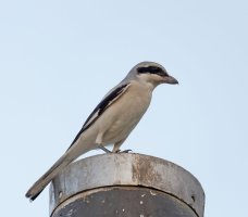DSC03776-DxO_mauryangreyshrike.jpg