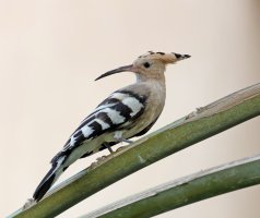 DSC03973-DxO_Hoopoe_on_branch_lookingback.jpg