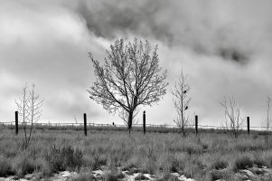 Robins copy 2 (1).jpg