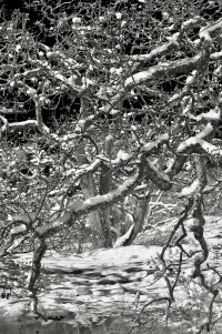 Tangled branches copy.jpg