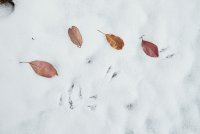 Leaves and tracks in snow.jpg