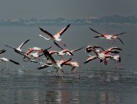 DSC04845-DxO_flamingos_takingoffCR.jpg
