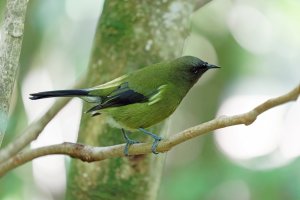 bellbird_male_3Q7A8969DxO_bellbirdmale_CRiso6400+1.56ev.jpg