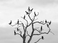 CormorantTree8044B&W-copy.jpg