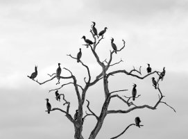 CormorantTree8044B&W-copy.jpg