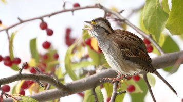 I'd like to teach the world to sing_37063.JPG