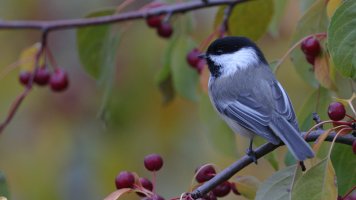 Chickadee_37137.JPG