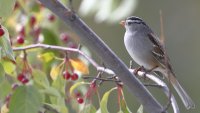 White-crowned sparrow_37078.JPG