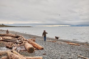 Man playing with dogs.jpg