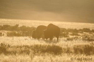 american bison_plains A2305.JPG