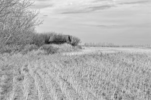 _36A0508_DxO copy.jpg