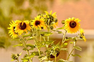 _36A0340_DxOCopyright Douglas Chisholm-Edit.jpg