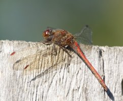 DSC05936-DxO_common_darter_sharptail.jpg