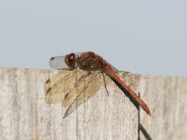 3Q7A8026-DxO_common_darter.jpg