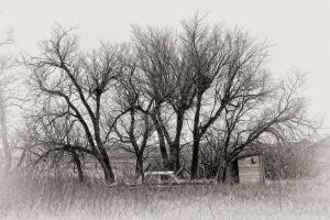 Old car, old outhouse, old farmyard copy.jpg