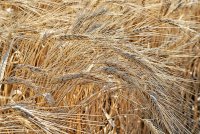 Wheat copy.jpg