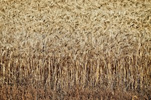 Wheat 2 copy.jpg
