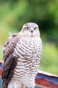 untitled (1 of 1).JPG