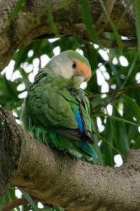 African Love Bird 1.jpg