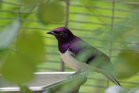 Cinnyrinclus leucogaster - Violet-Backed Starling Male 1.jpg