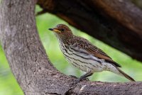 Cinnyrinclus leucogaster - Violet-Backed Starling Female 6.jpg