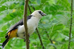 Dinemellia dinemelli - White Headed Buffalo Weaver 1.jpg