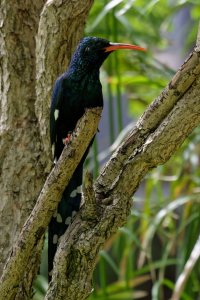 Phoeniculus purpureus - Green Wood Hoopoe 1.jpg